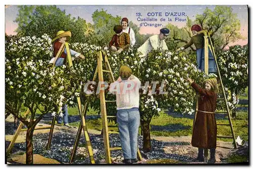 Cartes postales Cueillette de la fleur d&#39oranger Cote d&#39Azur