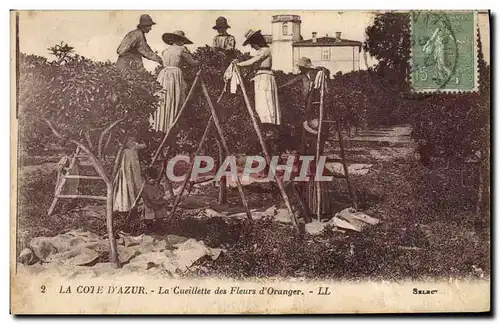 Ansichtskarte AK Cueillette des fleurs d&#39oranger Cote d&#39Azur