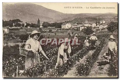 Cartes postales Cueillette du jasmin Cote d&#39Azur
