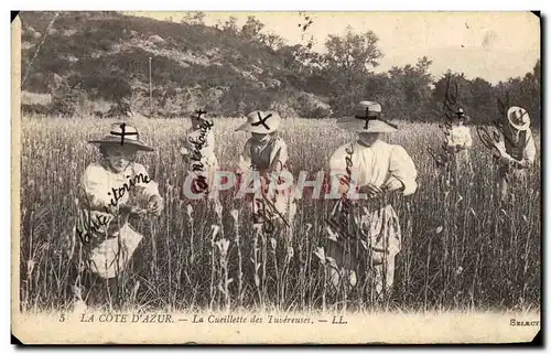 Cartes postales Cueillette des Tubereuses Cote d&#39Azur