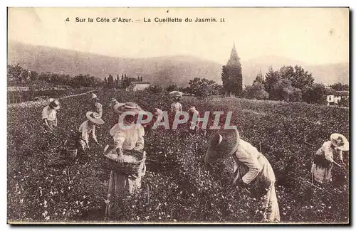 Cartes postales Cueillette du jasmin Cote d&#39Azur