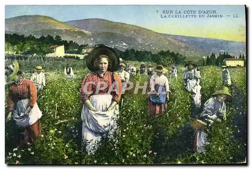 Cartes postales Cueillette du jasmin Cote d&#39Azur