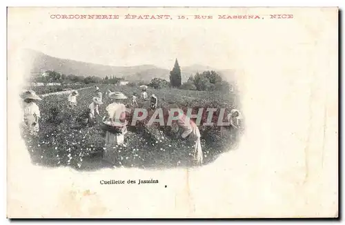 Cartes postales Cueillette des jasmins