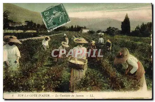 Cartes postales Cueillette du jasmin Cote d&#39Azur