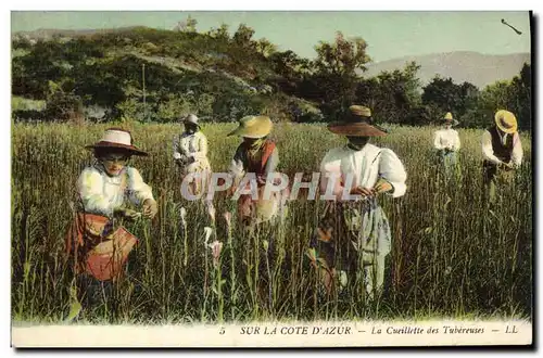 Cartes postales Cueillette des Tubereuses Cote d&#39Azur