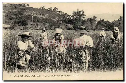 Cartes postales Cueillette des Tubereuses Cote d&#39Azur