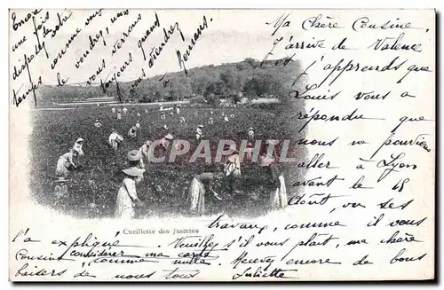 Cartes postales Cueillette des jasmins