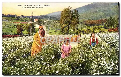 Cartes postales Cueillette des jasmins Cote d&#39Azur