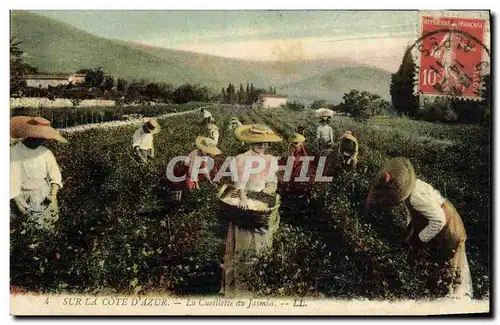 Cartes postales Cueillette du jasmin Cote d&#39Azur