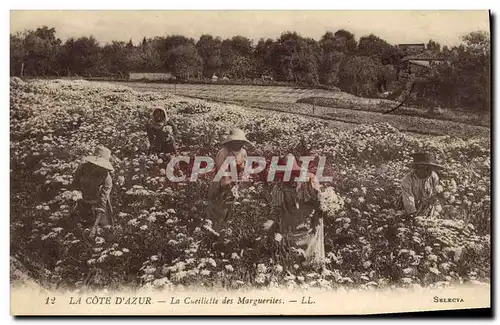 Cartes postales Cueillette des marguerites Cote d&#39Azur