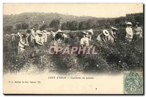 Cartes postales Cueillette du jasmin Cote d&#39Azur