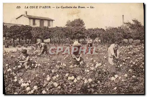 Cartes postales Cueillette des roses Cote d&#39Azur