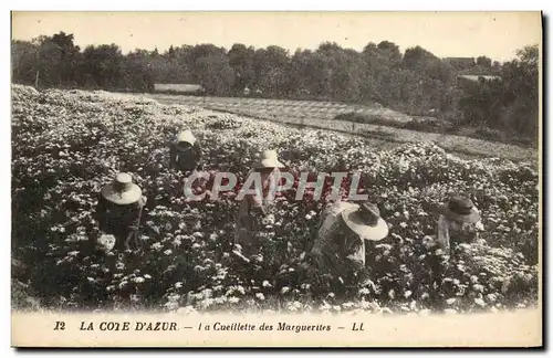 Cartes postales Cueillette des marguerites Cote d&#39Azur
