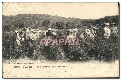 Cartes postales Cueillette des jasmins Cote d&#39Azur