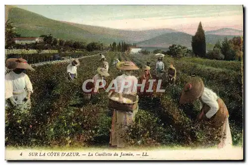 Cartes postales Cueillette du jasmin Cote d&#39Azur