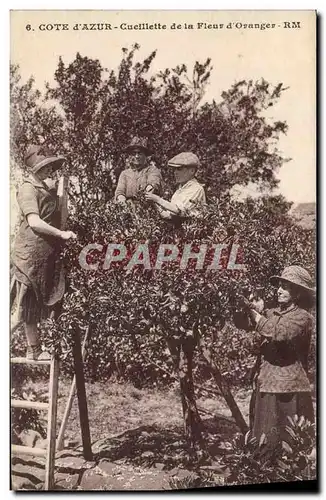 Cartes postales Cueillette de la fleur d&#39oranger Cote d&#39Azur