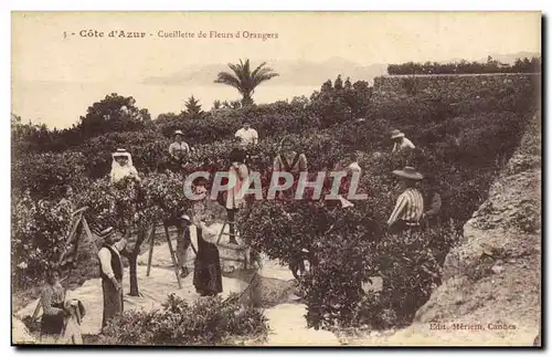 Cartes postales Cueillette de fleurs d&#39orangers Cote d&#39Azur