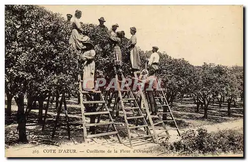 Cartes postales Cueillette de la fleur d&#39oranger Cote d&#39Azur