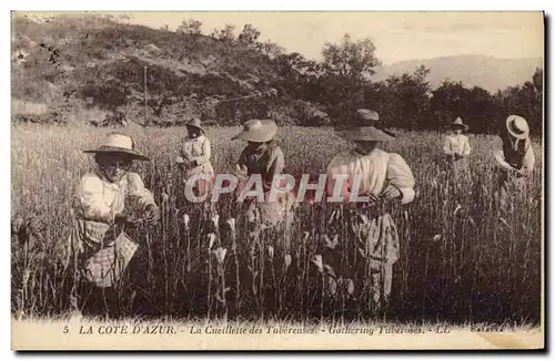 Cartes postales Cueillette des Tubereuses Cote d&#39Azur