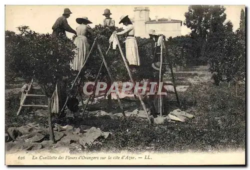 Ansichtskarte AK Cueillette des fleurs d&#39orangers sur la Cote d&#39Azur