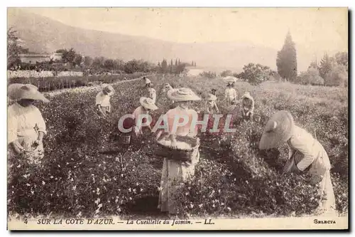 Cartes postales Cueillette du jasmin Cote d&#39Azur
