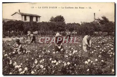 Cartes postales Cueillette des roses Cote d&#39Azur