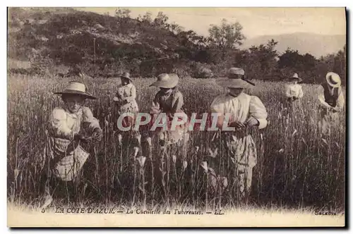 Cartes postales Cueillette des Tubereuses Cote d&#39Azur
