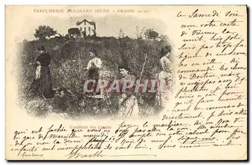 Cartes postales Cueillette des Cassies Parfumerie Molinard Jeune a Grasse