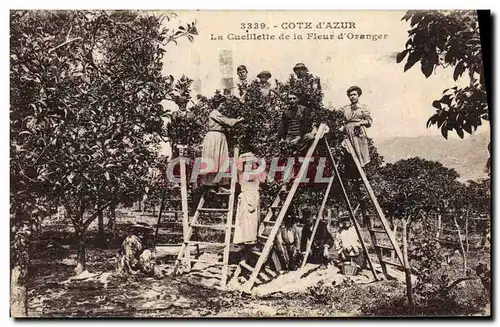 Cartes postales Cueillette de la fleur d&#39oranger Cote d&#39Azur