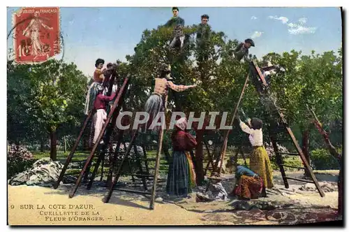 Cartes postales Cueillette de la fleur d&#39oranger Cote d&#39Azur