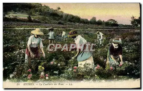 Cartes postales Cueillette des roses Cote d&#39Azur