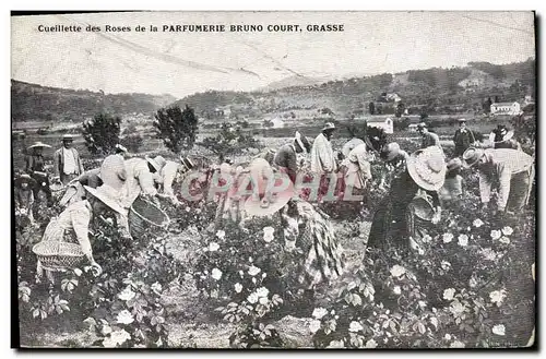 Cartes postales Cueillette des roses de la Parfumerie Bruno Court Grasse