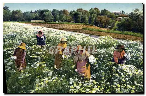 Cartes postales Cueillette des marguerites Cote d&#39Azur