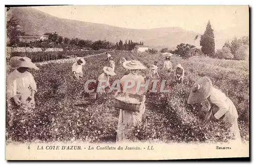 Cartes postales Cueillette du jasmin Cote d&#39Azur