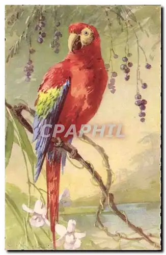 Cartes postales Fantaisie Illustrateur Fleurs Perroquet