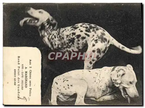 Cartes postales Chien Chiens sans pattes Marchand Rond Point des gondoles Choisy le ROI TOP