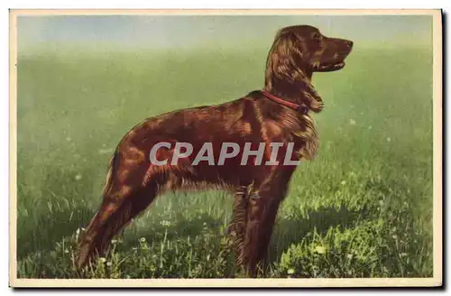 Cartes postales Chien Chiens