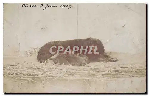 CARTE PHOTO Olivet Loiret 1905 Chien Chiens