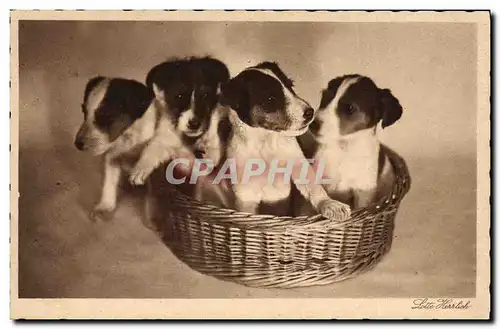 Cartes postales Chien Chiens