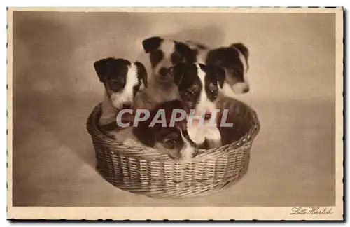 Cartes postales Chien Chiens