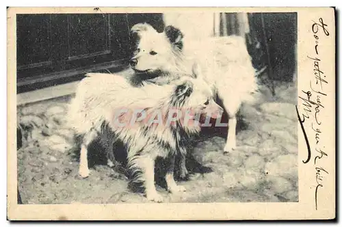 Cartes postales Chien Chiens