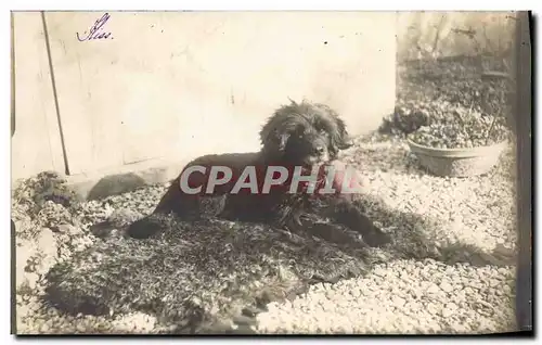 CARTE PHOTO Chien Chiens