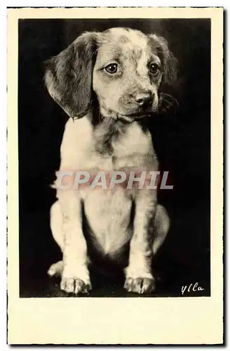 Cartes postales Chien Chiens