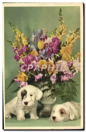 Cartes postales Chien Chiens