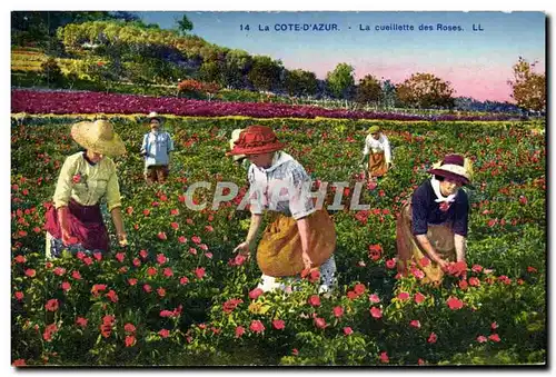 Cartes postales Cueillette des roses Cote d&#39Azur
