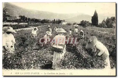 Cartes postales Cueillette du jasmin Cote d&#39Azur