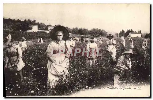 Cartes postales Cueillette du jasmin Grasse