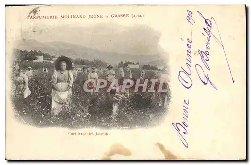 Cartes postales Cueillette des jasmins Parfumerie Molinard Jeune