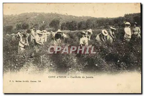 Cartes postales Cueillette du jasmin Cote d&#39Azur