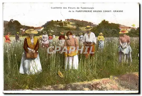 Cartes postales Cueillette des fleurs de tubereuse de la Parfumerie Bruno Court Grasse